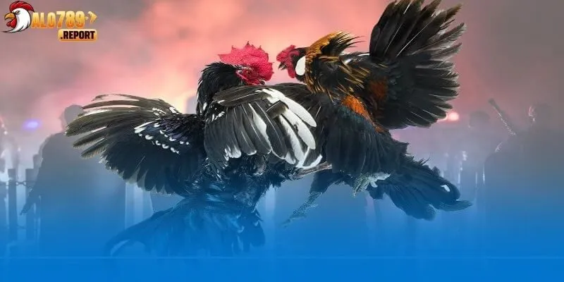 Sảnh đá gà Alo789 cho bạn khám phá các trận đấu đỉnh cao